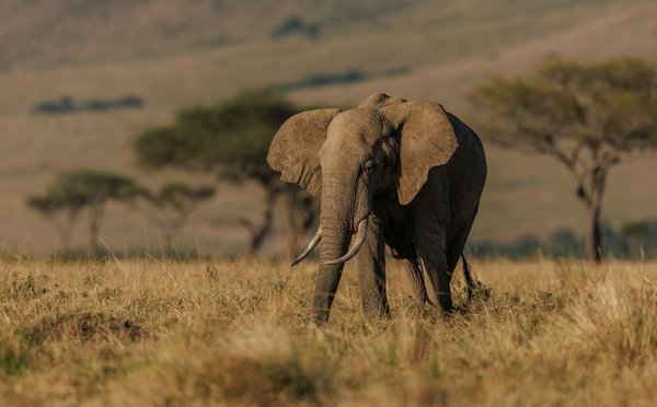 Comment choisir une croisière qui propose des excursions pour observer les éléphants en Afrique?